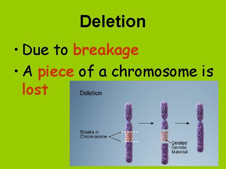 Deletion • Due to breakage • A piece of a chromosome is lost 