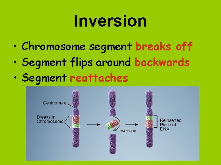 Inversion • Chromosome segment breaks off • Segment flips around backwards • Segment reattaches