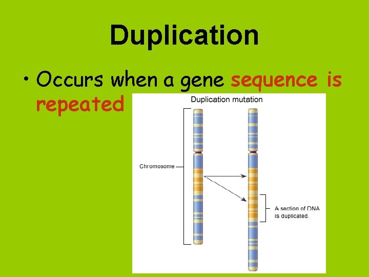Duplication • Occurs when a gene sequence is repeated 