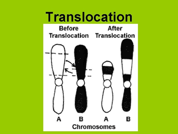 Translocation 