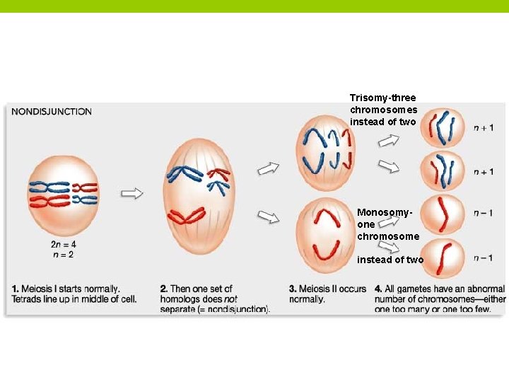 Trisomy-three chromosomes instead of two Monosomyone chromosome instead of two 