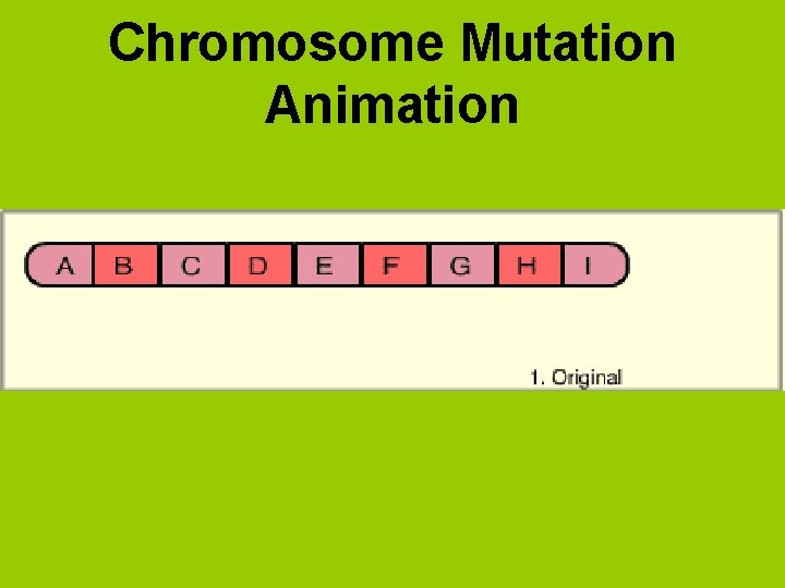 Chromosome Mutation Animation 