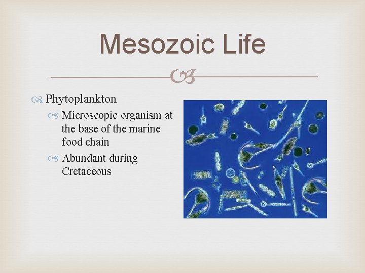 Mesozoic Life Phytoplankton Microscopic organism at the base of the marine food chain Abundant