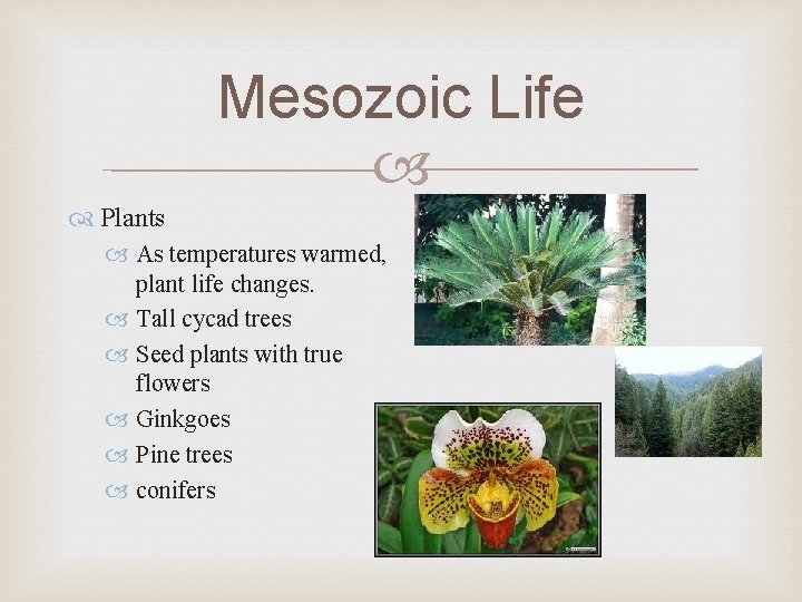 Mesozoic Life Plants As temperatures warmed, plant life changes. Tall cycad trees Seed plants