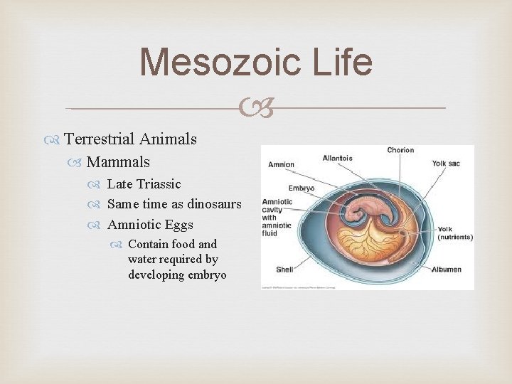 Mesozoic Life Terrestrial Animals Mammals Late Triassic Same time as dinosaurs Amniotic Eggs Contain