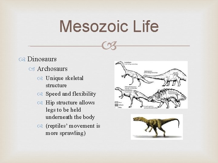 Mesozoic Life Dinosaurs Archosaurs Unique skeletal structure Speed and flexibility Hip structure allows legs