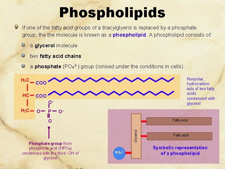 Phospholipids If one of the fatty acid groups of a triacylglyerol is replaced by Phospholipids If one of the fatty acid groups of a triacylglyerol is replaced by