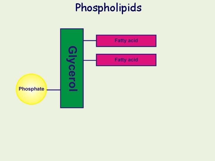 Phospholipids Phospholipids