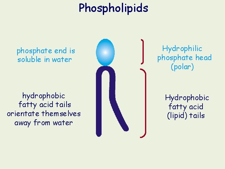 Phospholipids phosphate end is soluble in water hydrophobic fatty acid tails orientate themselves away Phospholipids phosphate end is soluble in water hydrophobic fatty acid tails orientate themselves away