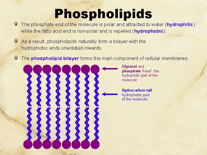 Phospholipids The phosphate end of the molecule is polar and attracted to water (hydrophilic) Phospholipids The phosphate end of the molecule is polar and attracted to water (hydrophilic)