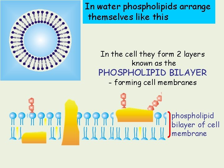 In water phospholipids arrange themselves like this In the cell they form 2 layers In water phospholipids arrange themselves like this In the cell they form 2 layers