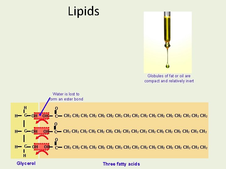 Lipids Globules of fat or oil are compact and relatively inert Water is lost Lipids Globules of fat or oil are compact and relatively inert Water is lost