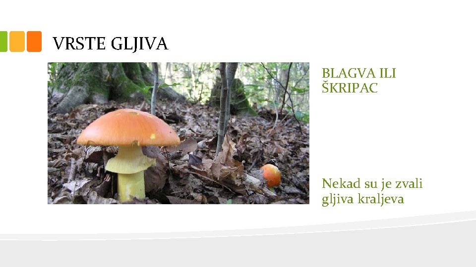 VRSTE GLJIVA BLAGVA ILI ŠKRIPAC Nekad su je zvali gljiva kraljeva 