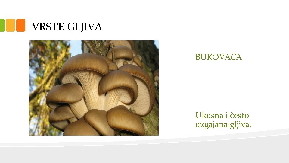 VRSTE GLJIVA BUKOVAČA Ukusna i često uzgajana gljiva. 