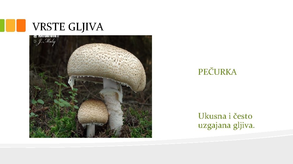 VRSTE GLJIVA PEČURKA Ukusna i često uzgajana gljiva. 