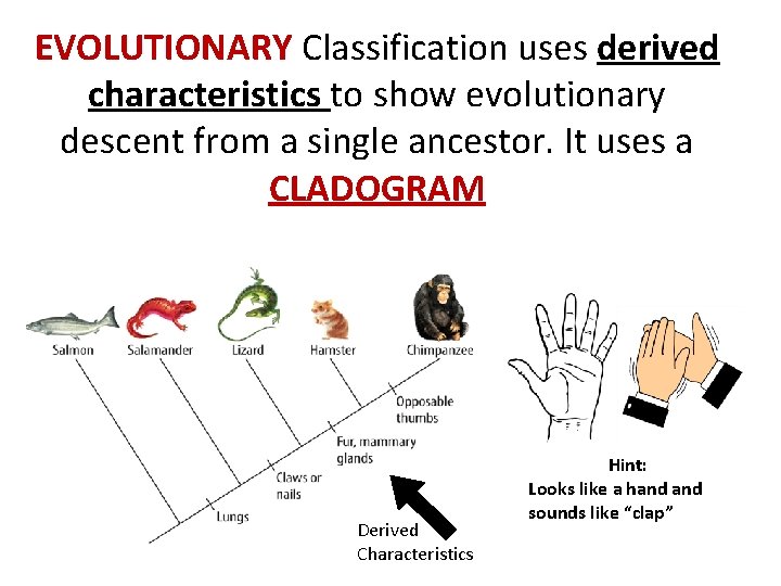 EVOLUTIONARY Classification uses derived characteristics to show evolutionary descent from a single ancestor. It