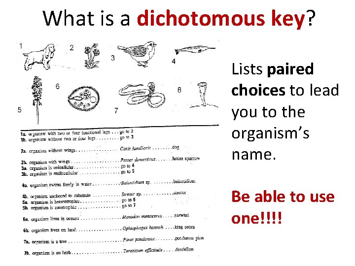 What is a dichotomous key? Lists paired choices to lead you to the organism’s