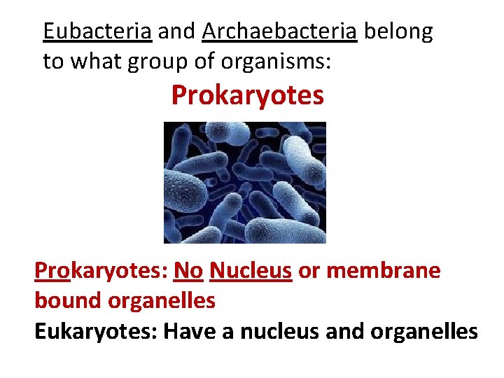 Eubacteria and Archaebacteria belong to what group of organisms: Prokaryotes: No Nucleus or membrane