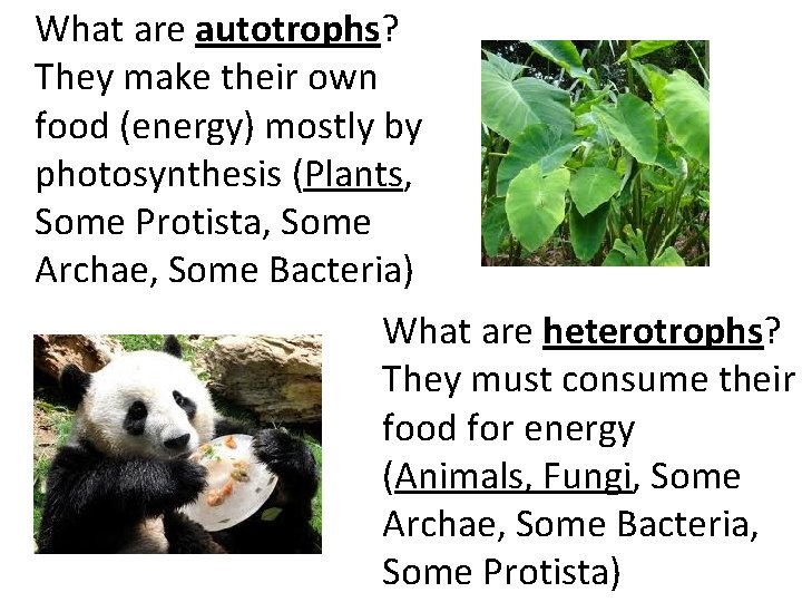What are autotrophs? They make their own food (energy) mostly by photosynthesis (Plants, Some
