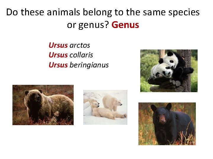 Do these animals belong to the same species or genus? Genus Ursus arctos Ursus