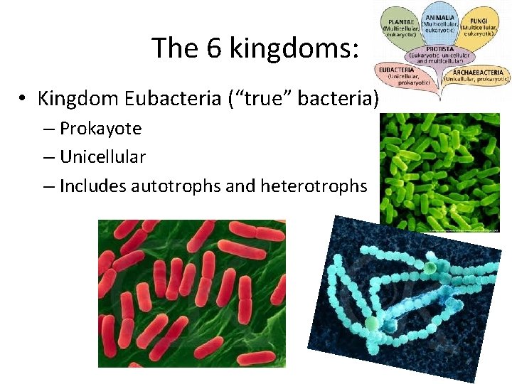 The 6 kingdoms: • Kingdom Eubacteria (“true” bacteria) – Prokayote – Unicellular – Includes
