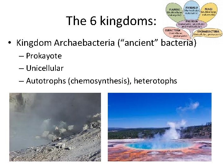 The 6 kingdoms: • Kingdom Archaebacteria (“ancient” bacteria) – Prokayote – Unicellular – Autotrophs