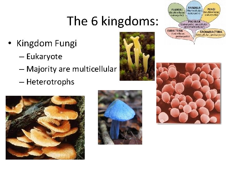 The 6 kingdoms: • Kingdom Fungi – Eukaryote – Majority are multicellular – Heterotrophs