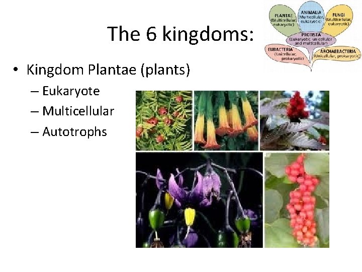 The 6 kingdoms: • Kingdom Plantae (plants) – Eukaryote – Multicellular – Autotrophs 