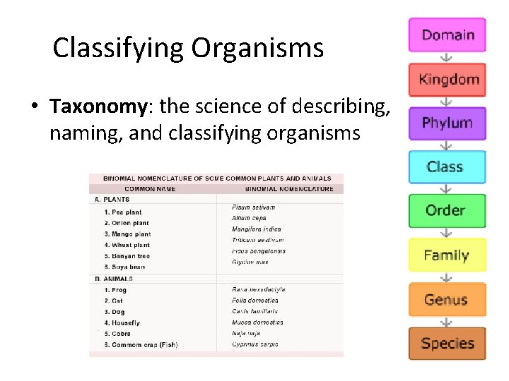 Classifying Organisms • Taxonomy: the science of describing, naming, and classifying organisms 