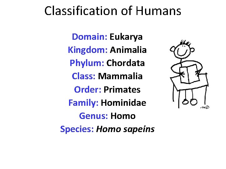 Classification of Humans Domain: Eukarya Kingdom: Animalia Phylum: Chordata Class: Mammalia Order: Primates Family: