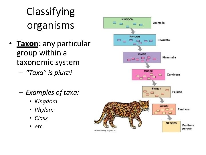 Classifying organisms • Taxon: any particular group within a taxonomic system – “Taxa” is