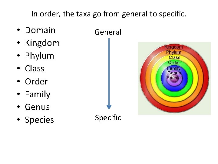 In order, the taxa go from general to specific. • • Domain Kingdom Phylum