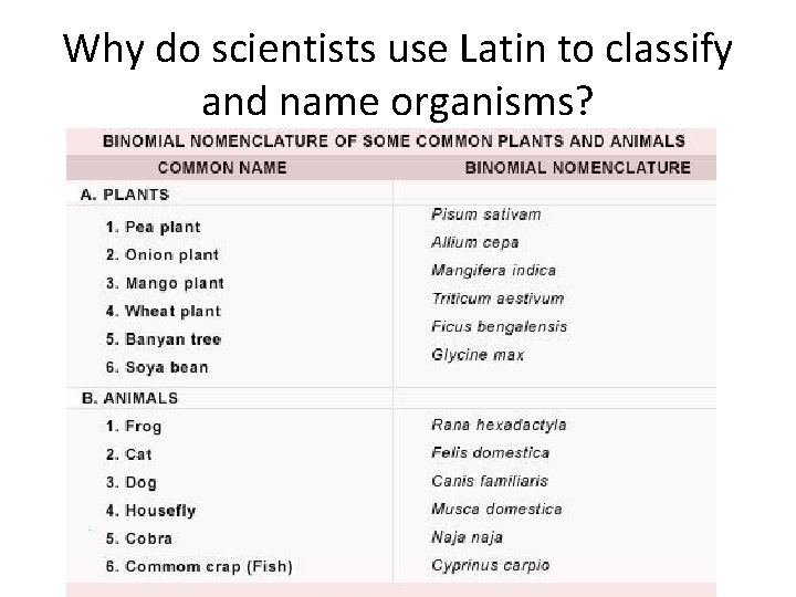 Why do scientists use Latin to classify and name organisms? 