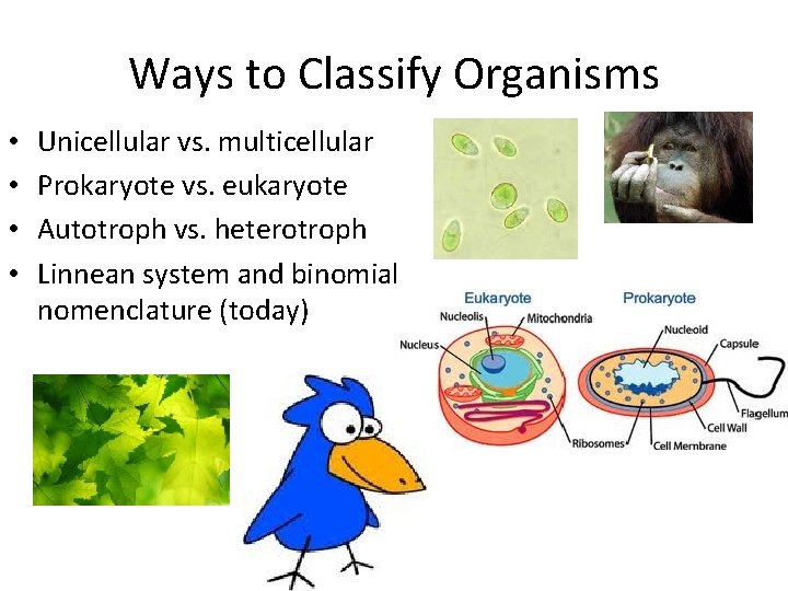 Ways to Classify Organisms • • Unicellular vs. multicellular Prokaryote vs. eukaryote Autotroph vs.