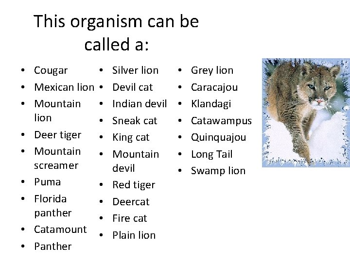 This organism can be called a: • • Cougar • Mexican lion • •