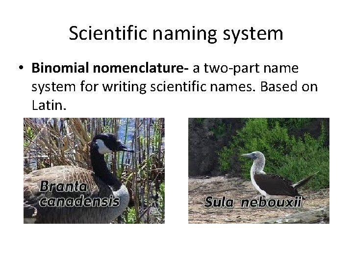 Scientific naming system • Binomial nomenclature- a two-part name system for writing scientific names.