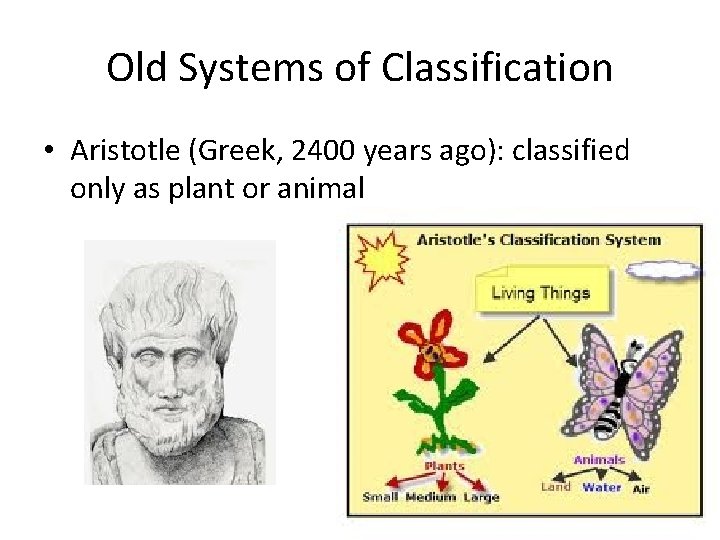 Old Systems of Classification • Aristotle (Greek, 2400 years ago): classified only as plant