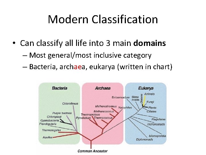 Modern Classification • Can classify all life into 3 main domains – Most general/most