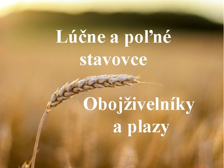 Lúčne a poľné stavovce Obojživelníky a plazy 