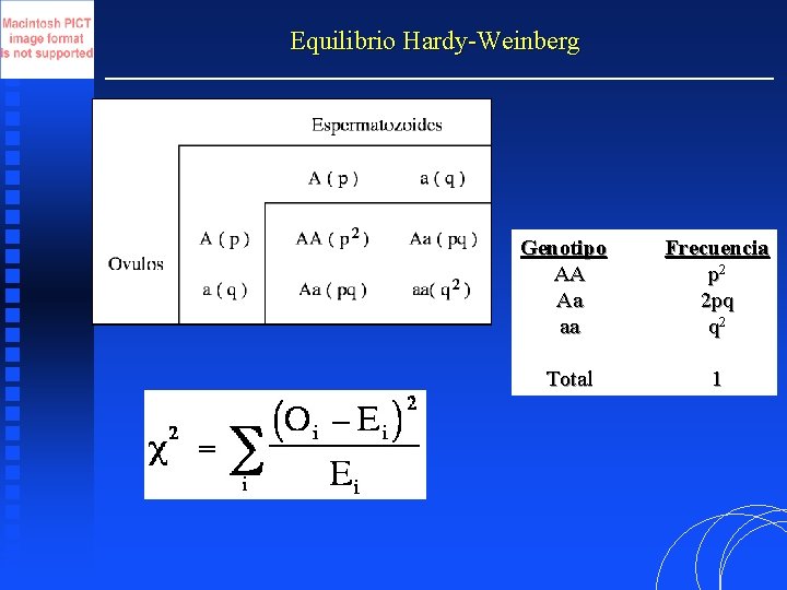 Equilibrio Hardy-Weinberg Genotipo AA Aa aa Frecuencia p 2 2 pq q 2 Total