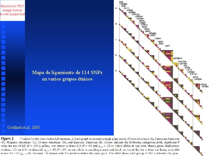 Mapa de ligamiento de 114 SNPs en varios grupos étnicos Goddard et al, 2000