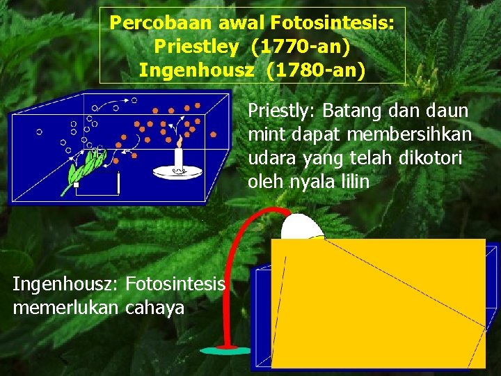 Percobaan awal Fotosintesis: Priestley (1770 -an) Ingenhousz (1780 -an) Priestly: Batang dan daun mint