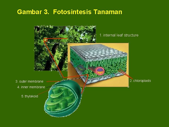 Gambar 3. Fotosintesis Tanaman 1. internal leaf structure 3. outer membrane 4. inner membrane