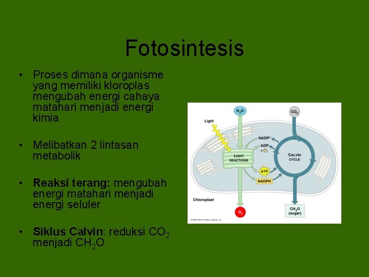 Fotosintesis • Proses dimana organisme yang memiliki kloroplas mengubah energi cahaya matahari menjadi energi