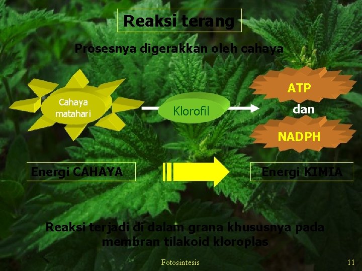 Reaksi terang Prosesnya digerakkan oleh cahaya ATP Cahaya matahari Klorofil dan NADPH Energi CAHAYA