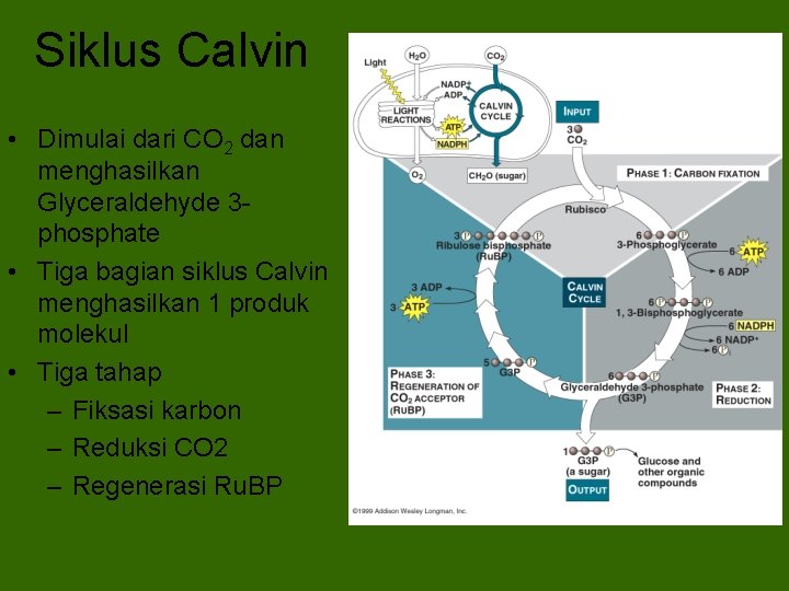 Siklus Calvin • Dimulai dari CO 2 dan menghasilkan Glyceraldehyde 3 phosphate • Tiga