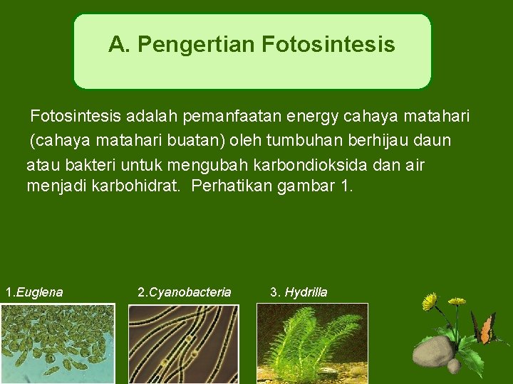 A. Pengertian Fotosintesis adalah pemanfaatan energy cahaya matahari (cahaya matahari buatan) oleh tumbuhan berhijau