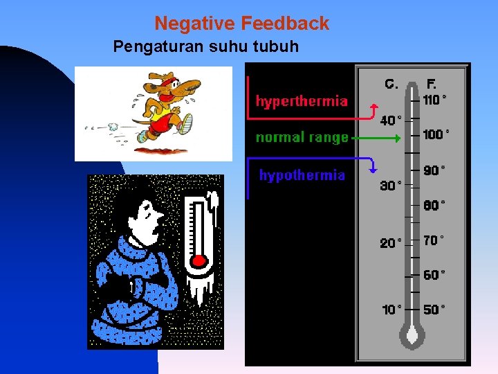 Negative Feedback Pengaturan suhu tubuh 