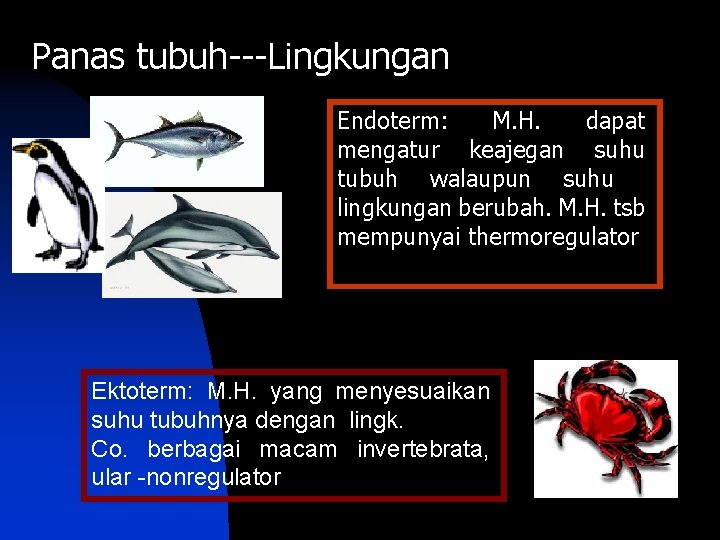 Panas tubuh---Lingkungan Endoterm: M. H. dapat mengatur keajegan suhu tubuh walaupun suhu lingkungan berubah.