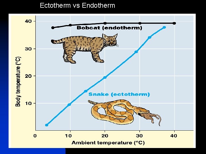 Ectotherm vs Endotherm 